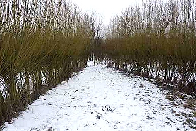 Ingang van het Labyrint voor de snoei