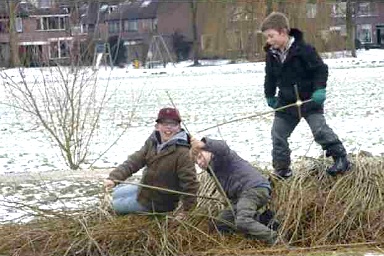 Jongens en wilgentenen